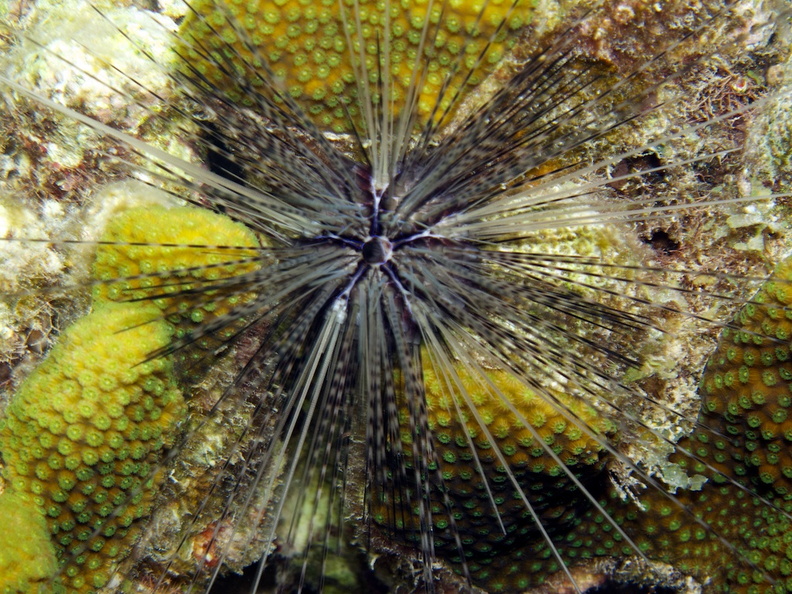 IMG_3853 Long Spined Urchin.jpg